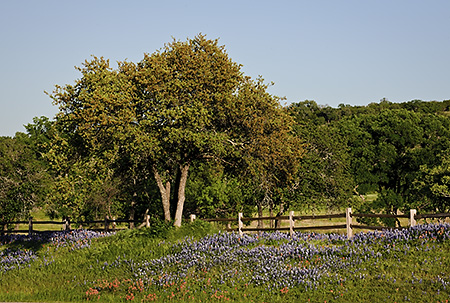 Wildflowers Along Roadside, Hill Country, TX